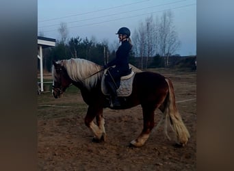 Polish Coldblood, Gelding, 4 years, 15.2 hh, Chestnut