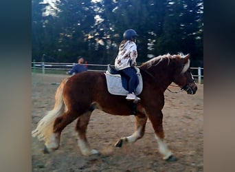 Polish Coldblood, Gelding, 4 years, 15.2 hh, Chestnut