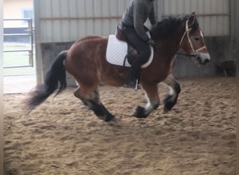 Polish Coldblood, Gelding, 4 years, 15 hh, Brown-Light