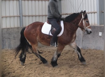 Polish Coldblood, Gelding, 4 years, 15 hh, Brown-Light