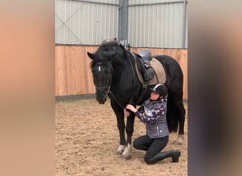 Polish Coldblood Mix, Gelding, 4 years, 15,1 hh, Pinto