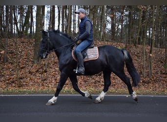 Polish Coldblood Mix, Gelding, 4 years, 15,1 hh, Pinto