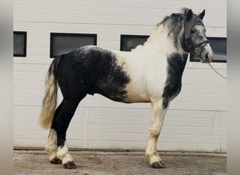 Polish Coldblood, Gelding, 4 years, 15,2 hh, Pinto