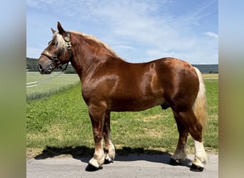 Polish Coldblood, Gelding, 4 years, 16.1 hh, Chestnut