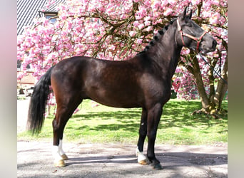 Polish Coldblood, Gelding, 4 years, 16.1 hh