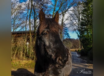 Polish Coldblood, Gelding, 4 years, 16 hh, Bay-Dark