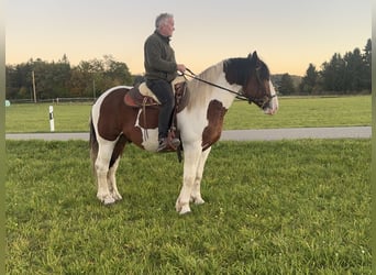 Polish Coldblood, Gelding, 4 years, 16 hh, Pinto