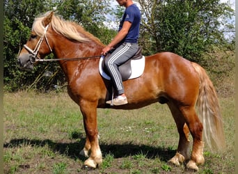 Polish Coldblood, Gelding, 5 years, 15,2 hh, Chestnut