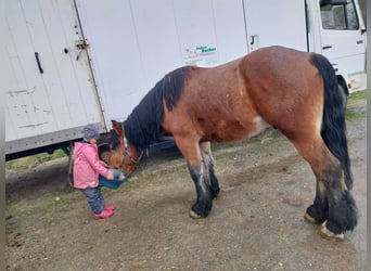 Polish Coldblood, Gelding, 5 years, 15,1 hh, Brown