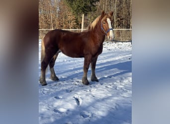 Polish Coldblood, Gelding, 5 years, 15,1 hh, Chestnut-Red
