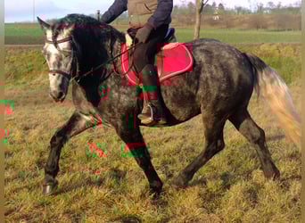 Polish Coldblood Mix, Gelding, 6 years, 15.1 hh, Gray-Dapple