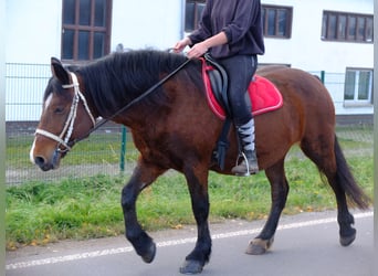 Polish Coldblood Mix, Gelding, 6 years, 15.1 hh, Gray-Dapple