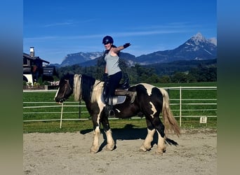 Polish Coldblood, Gelding, 7 years, 15.1 hh, Pinto