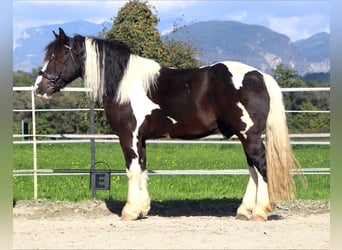 Polish Coldblood, Gelding, 7 years, 15.1 hh, Pinto