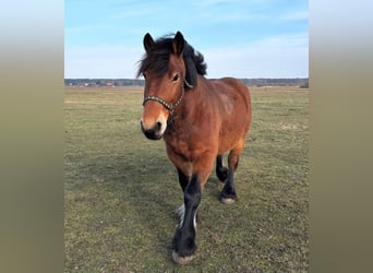 Polish Coldblood, Gelding, 7 years, 15 hh, Brown