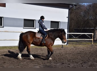 Polish Coldblood, Gelding, 7 years, 16.1 hh, Brown