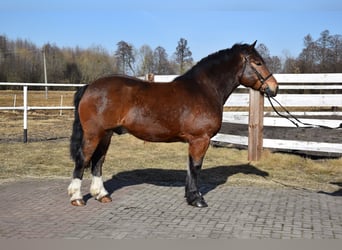 Polish Coldblood, Gelding, 7 years, 16.1 hh, Brown