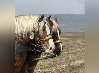 Polish Coldblood, Gelding, 7 years, 16,1 hh, Chestnut-Red