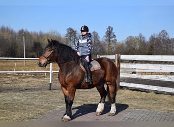 Polish Coldblood, Gelding, 7 years, 16,1 hh, Brown