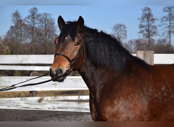 Polish Coldblood, Gelding, 7 years, 16,1 hh, Brown