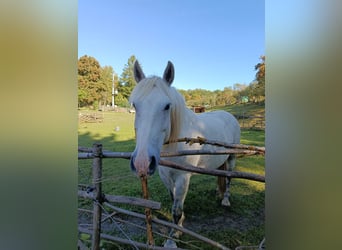 Polish Coldblood Mix, Gelding, 8 years, 15.1 hh, Grey
