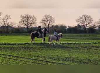 Polish Coldblood, Gelding, 8 years, 15,3 hh, Pinto