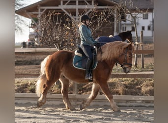 Polish Coldblood Mix, Gelding, 8 years, 15,1 hh, Chestnut-Red