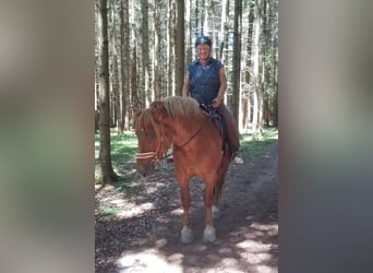 Polish Coldblood, Gelding, 9 years, 15.1 hh, Chestnut-Red
