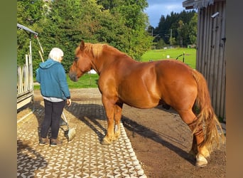 Polish Coldblood, Gelding, 9 years, 15.1 hh, Chestnut-Red