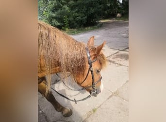 Polish Coldblood Mix, Mare, 10 years, 14.2 hh, Chestnut