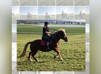 Polish Coldblood, Mare, 10 years, 14,3 hh, Chestnut-Red