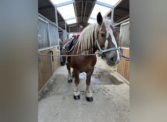 Polish Coldblood, Mare, 10 years, 15,1 hh, Chestnut-Red