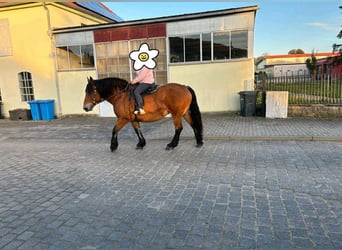 Polish Coldblood, Mare, 10 years, 15,2 hh, Brown