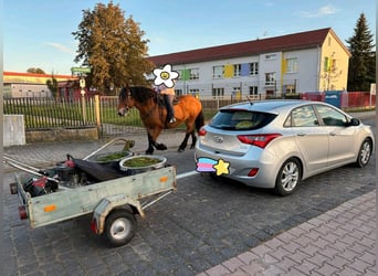 Polish Coldblood, Mare, 10 years, 15,2 hh, Brown