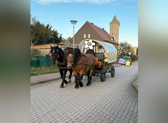 Polish Coldblood, Mare, 10 years, 15,2 hh, Brown