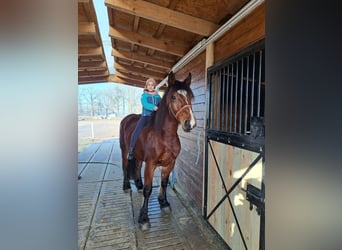 Polish Coldblood Mix, Mare, 10 years, 15,2 hh, Brown