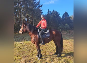 Polish Coldblood Mix, Mare, 10 years, 15,2 hh, Brown