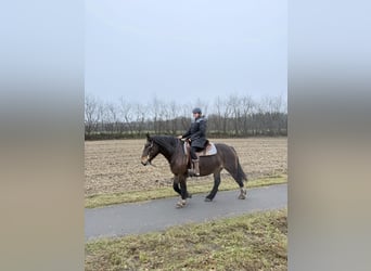 Polish Coldblood, Mare, 10 years, 15,1 hh, Brown