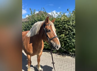 Polish Coldblood, Mare, 10 years, 15,2 hh, Chestnut-Red