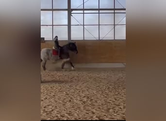 Polish Coldblood, Mare, 10 years, 16.2 hh, Grey-Red-Tan