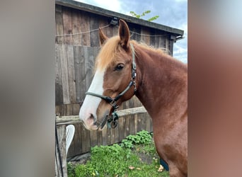 Polish Coldblood, Mare, 10 years, 16 hh, Chestnut-Red