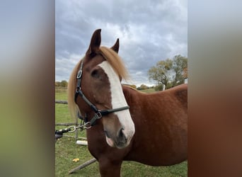 Polish Coldblood, Mare, 10 years, 16 hh, Chestnut-Red