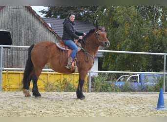 Polish Coldblood, Mare, 11 years, 15.1 hh, Brown