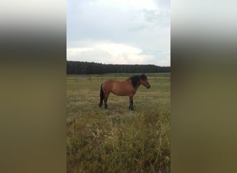 Polish Coldblood, Mare, 11 years, 15,2 hh, Brown