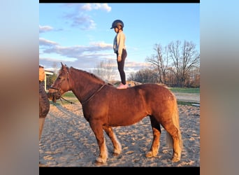 Polish Coldblood, Mare, 11 years, 15.3 hh, Chestnut