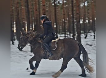 Polish Coldblood, Mare, 11 years, 15,1 hh, Chestnut