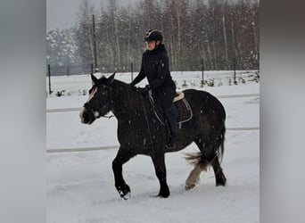 Polish Coldblood, Mare, 11 years, 15,1 hh, Chestnut