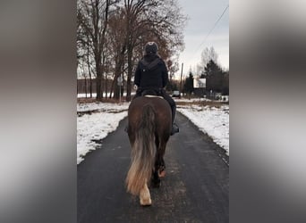 Polish Coldblood, Mare, 11 years, 15,1 hh, Chestnut