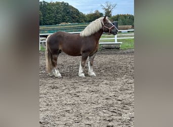 Polish Coldblood, Mare, 11 years, 15,1 hh, Chestnut-Red