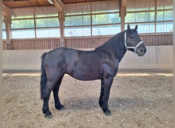 Polish Coldblood Mix, Mare, 11 years, 16 hh, Smoky-Black